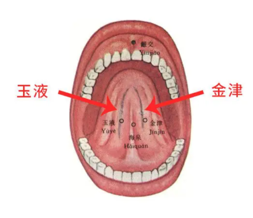 舌头下面构造图图片